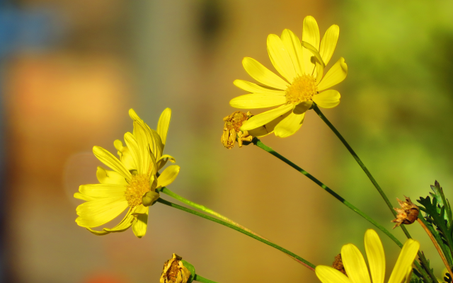 4000x2248 pix. Wallpaper flowers, yellow flowers, bees, nature