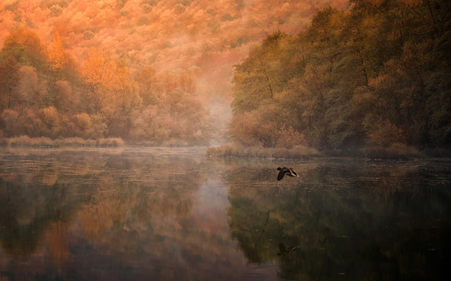 2500x1608 pix. Wallpaper nature, forest, lake, bird, duck, flying, reflections, mist, tree, fall