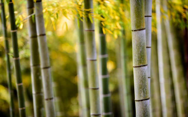 2048x1367 pix. Wallpaper bamboo, forest, nature