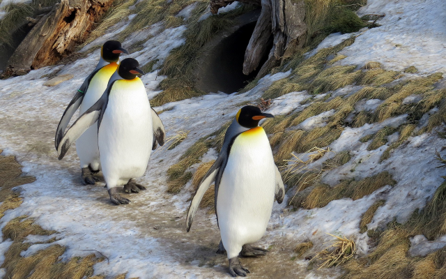 1920x1200 pix. Wallpaper emperor penguin, animals, penguins, snow