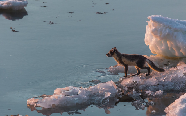 1920x1280 pix. Wallpaper animals, arctic fox, ice, winter, snow, nature