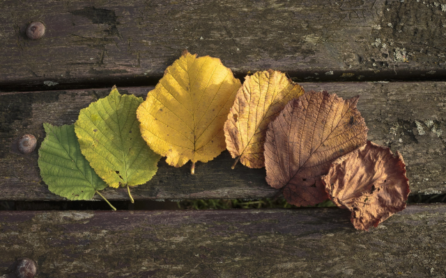 2560x1440 pix. Wallpaper autumn, leaf, leaves, wood, wooden surface