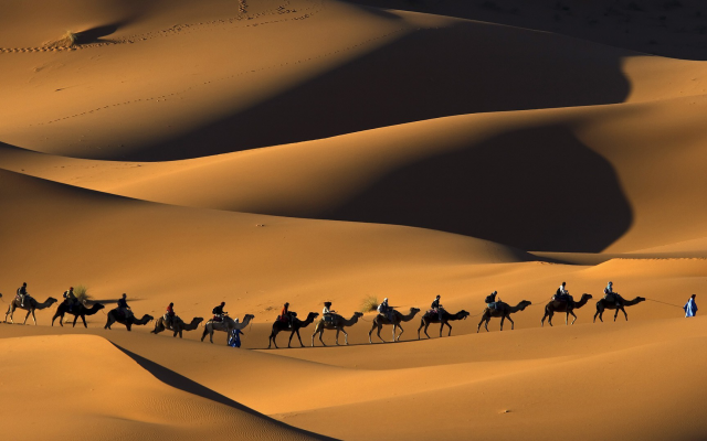 1920x1080 pix. Wallpaper camel, Morocco, Africa, nature, animals, sand, desert, dune