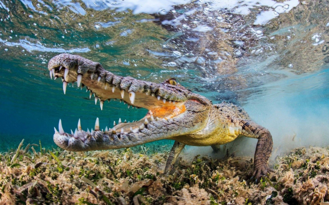 1920x1080 pix. Wallpaper crocodile, underwater, nature, animals, muzzles, fangs, water, reptile, wildlife, fisheye lens