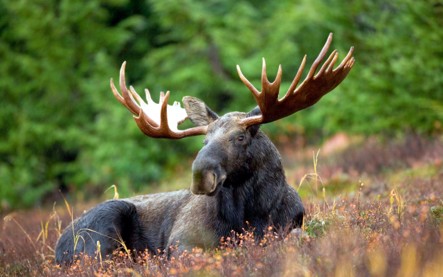 4992x3328 pix. Wallpaper Alaska moose, animals, elk, nature, male moose, moose