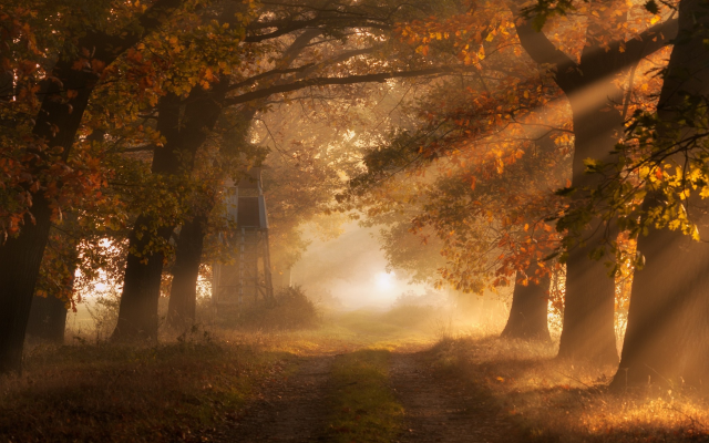 2100x1315 pix. Wallpaper morning, sun rays, fall, tree, mist, path, leaves, nature