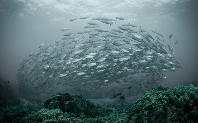 1920x1080 pix. Wallpaper nature, underwater, sea, fish, shoal of fish, coral