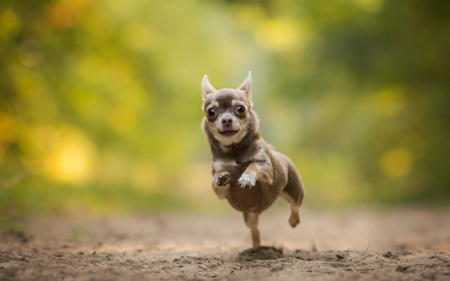2048x1300 pix. Wallpaper chihuahua, dog, animals, running