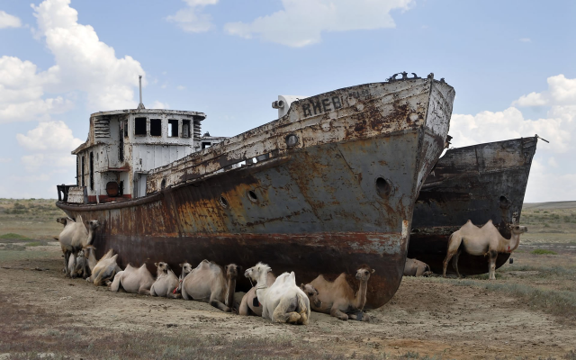 1920x1200 pix. Wallpaper aral sea, kazahstan, wreck, vehicle, ship, camel, animals