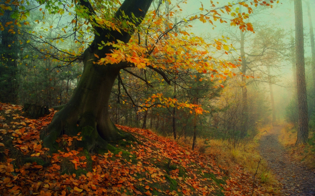 2500x1400 pix. Wallpaper forest, autumn, path, fall, leaves, mist, tree, nature