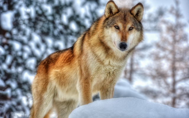 2048x1360 pix. Wallpaper animals, wolf, snow, winter