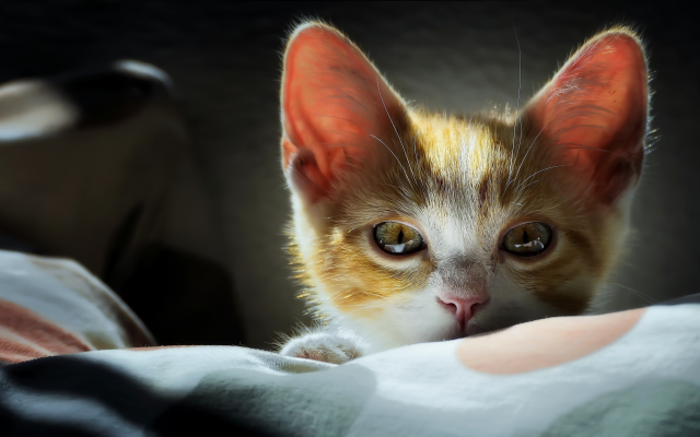 3600x2215 pix. Wallpaper kitten, animals, cat