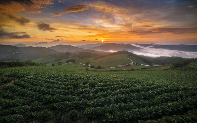 2100x1315 pix. Wallpaper nature, cabbage, field, summer, sunrise, hill, mist, south korea