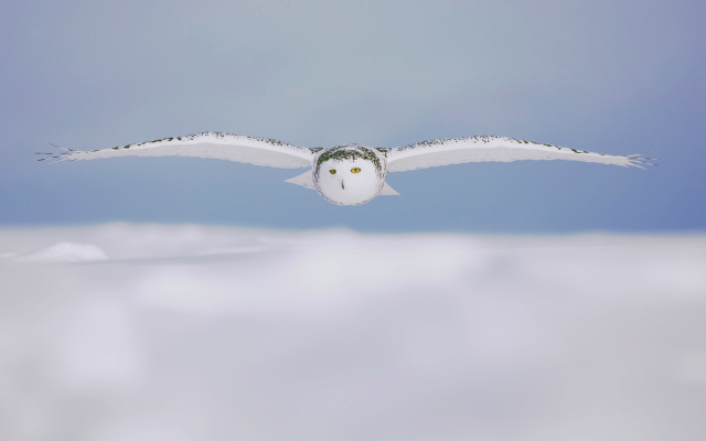 1920x1200 pix. Wallpaper owl, winter, animals, bird, snow
