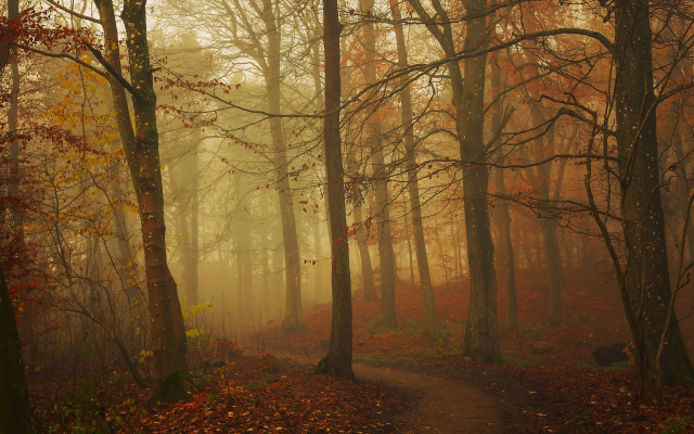 2048x1024 pix. Wallpaper nature, path, fall, fog, forest, leaves, tree, autumn, leaf