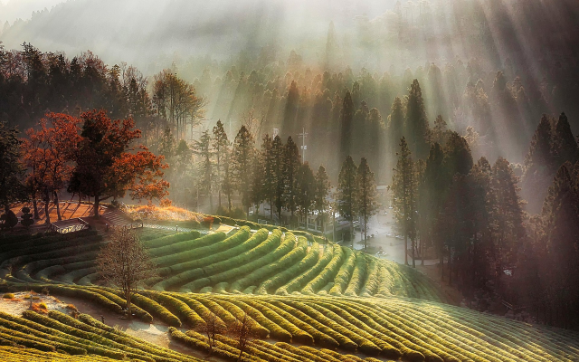 1920x1200 pix. Wallpaper south korea, nature, autumn, fall, morning, mist, tree, tea, farm, sun rays