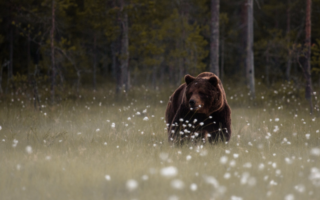 2500x1666 pix. Wallpaper bear, animals, forest, mammals, tree, grass