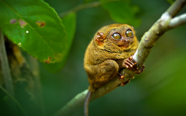 1920x1200 pix. Wallpaper tarsier, monkeys, animals, branch