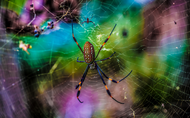 5999x3999 pix. Wallpaper spider, net, animals, macro, nature, spider