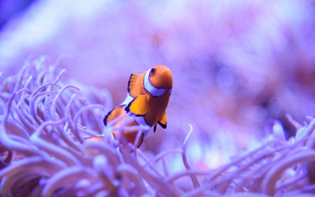 1920x1080 pix. Wallpaper ocellaris clownfish, nemo, clownfish, underwater, animals, macro, nature, fish