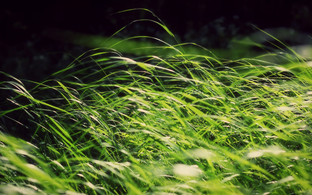 1920x1200 pix. Wallpaper grass, nature, macro, wind