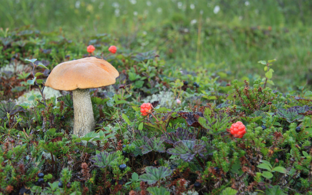4752x3168 pix. Wallpaper orange-cap boletus, cloudberry, plants, mushroom, macro, berry, nature