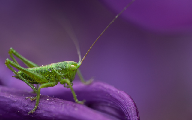 2000x1259 pix. Wallpaper grasshopper, insect, animals, macro