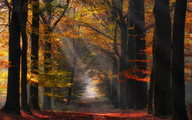 1920x1200 pix. Wallpaper autumn, leaf, alley, nature, path, sun rays, netherlands, tree, sunlight, forest, leaves