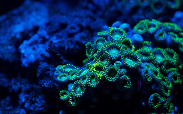 2560x1600 pix. Wallpaper zoanthids, coral, reef, underwater, nature