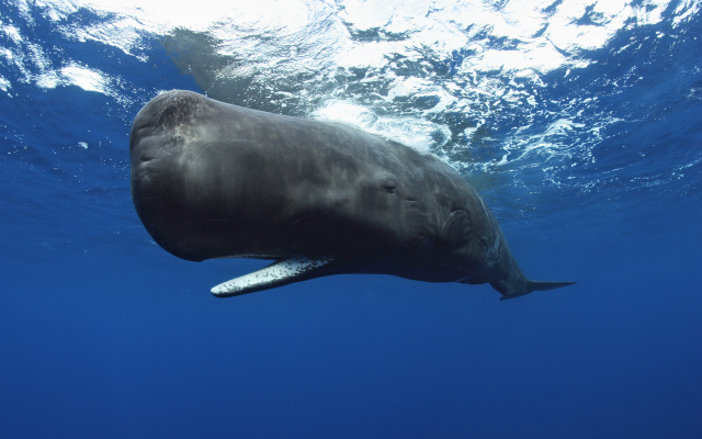2700x1800 pix. Wallpaper sperm whale, animals, underwater, whale