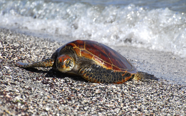 2030x1309 pix. Wallpaper turtle, galapagos, beach, animals, ocean, galapagos marine reserve