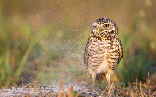 1920x1200 pix. Wallpaper owl, bird, animals, water drops, nature