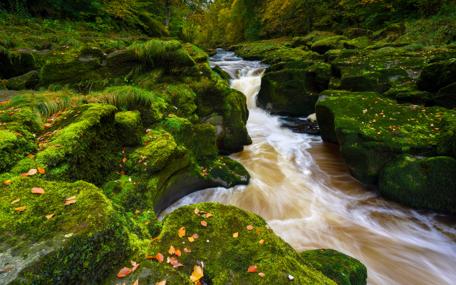 1920x1371 pix. Wallpaper moss, stream, river, nature, river wharfe, strid wood, bolton abbey, wharfedale, yorkshire dales