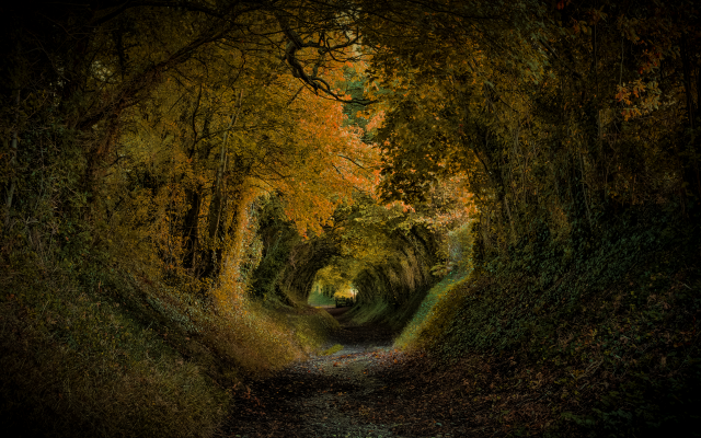 7360x4912 pix. Wallpaper fall, road, autumn, alley, tunnel, nature