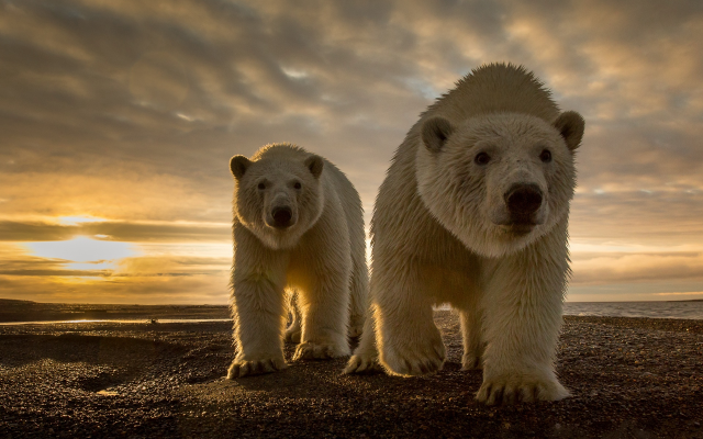 1920x1280 pix. Wallpaper polar bear, predator, animals, sunset, coast