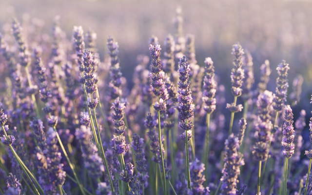 4328x2586 pix. Wallpaper lavender, flowers, plants, nature