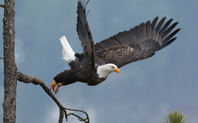 2048x1536 pix. Wallpaper bald eagle, bird, takeoff, tree, animals