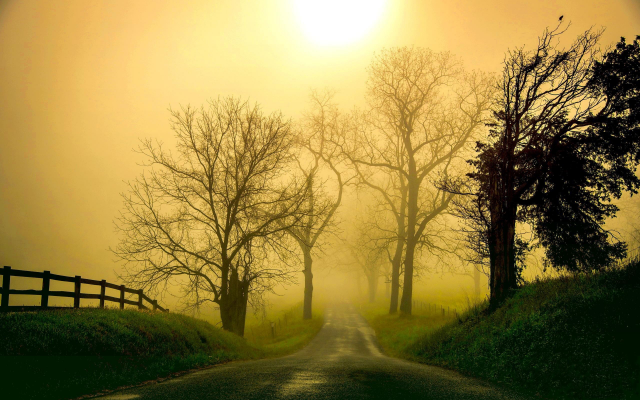2560x1600 pix. Wallpaper nature, road, mist, grass, tree, morning, fence, sunlight