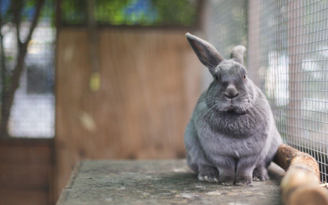 1920x1080 pix. Wallpaper rabbit, cell, animals