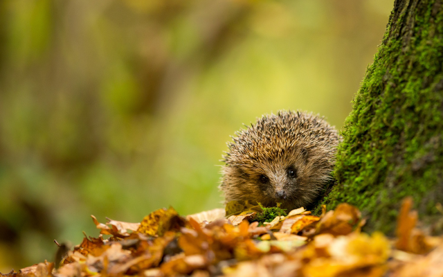 2048x1365 pix. Wallpaper hedgehog, fall, animals, autumn, leaf, nature