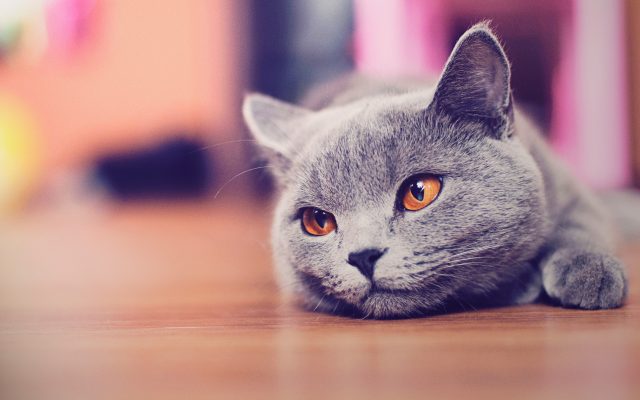 2560x1600 pix. Wallpaper cat, russian blue, animals, eyes