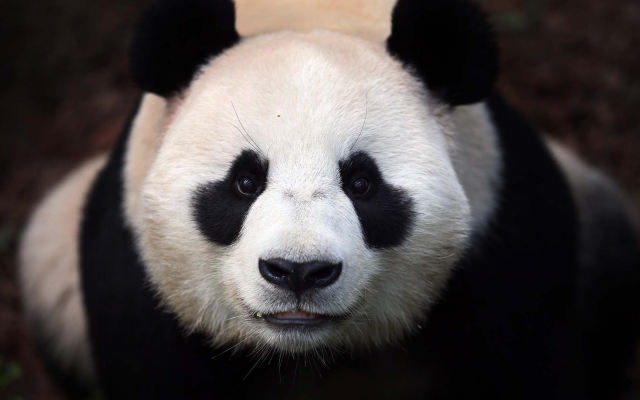 1920x1080 pix. Wallpaper panda, animals