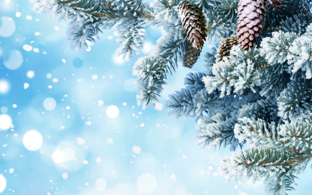 5558x3711 pix. Wallpaper new year, christmas, snow, tree, needle