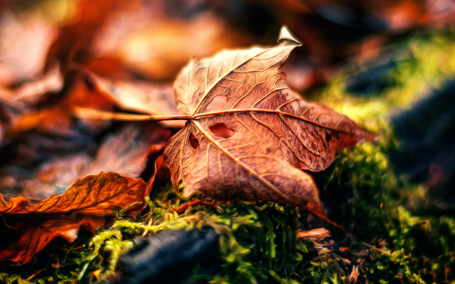 3276x2184 pix. Wallpaper macro, fading away, leaf, autumn