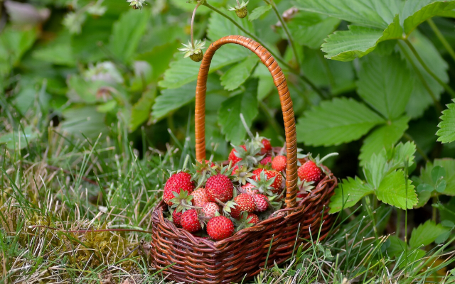 2048x1366 pix. Wallpaper berry, strawberry, basket, grass