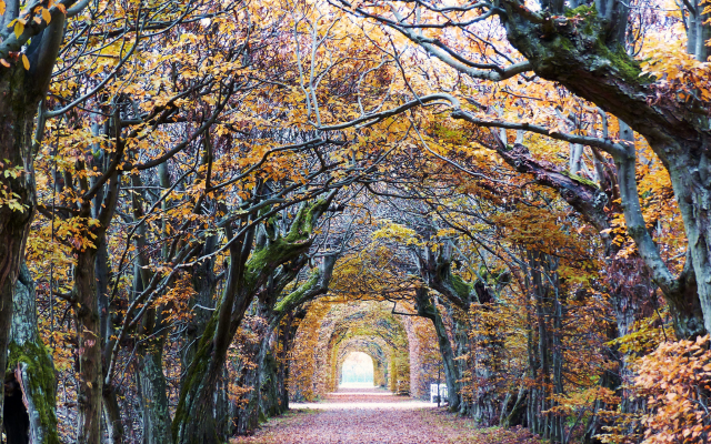 2048x1536 pix. Wallpaper autumn, forest, park, tree, arch, leaf, nature