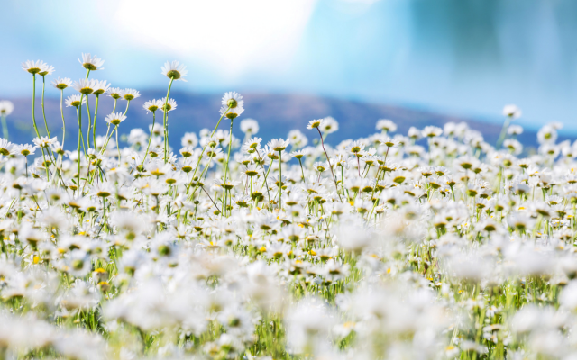 2000x1352 pix. Wallpaper daisy, field, flowers, nature