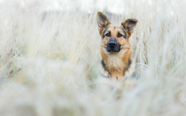 2560x1601 pix. Wallpaper shepherd, dog, muzzle, meadow, grass, animals