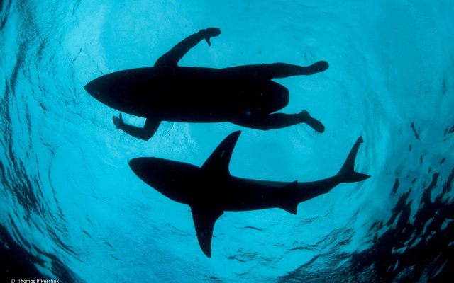 2000x1342 pix. Wallpaper underwater, sea, nature, water, shark, silhouette, men, surfing