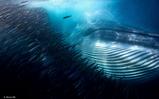 2000x1314 pix. Wallpaper whale, shoal of fish, flock, underwater, sea, animals